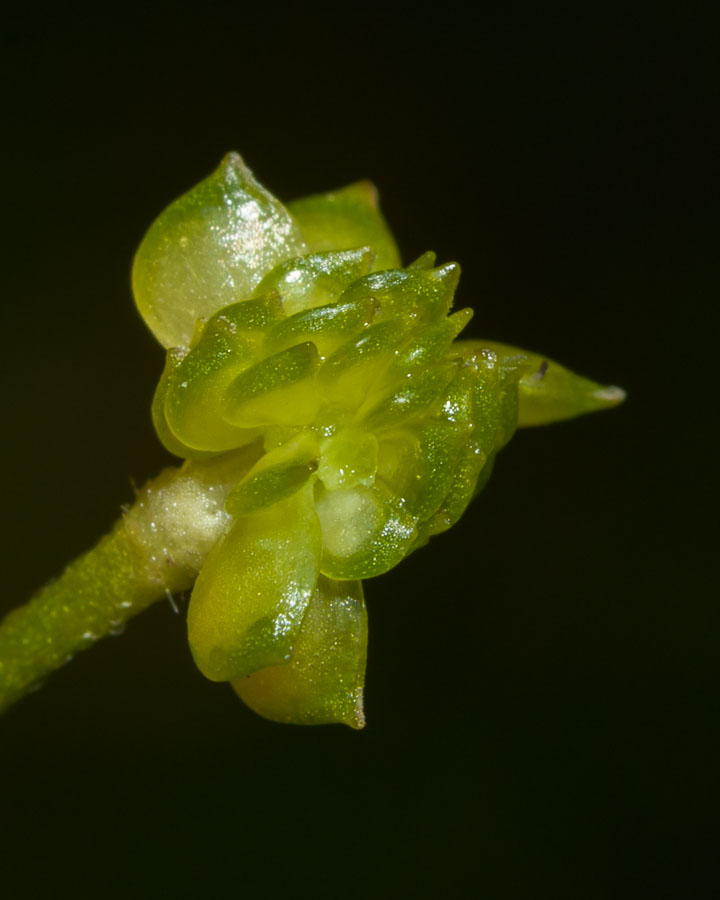 Ranunculus autunnale